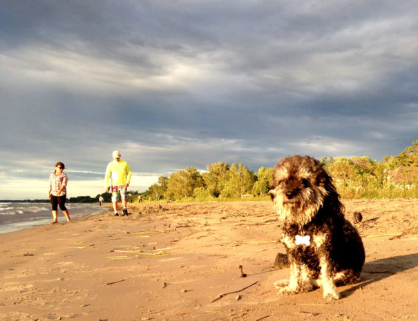 willie-beach-summer-1